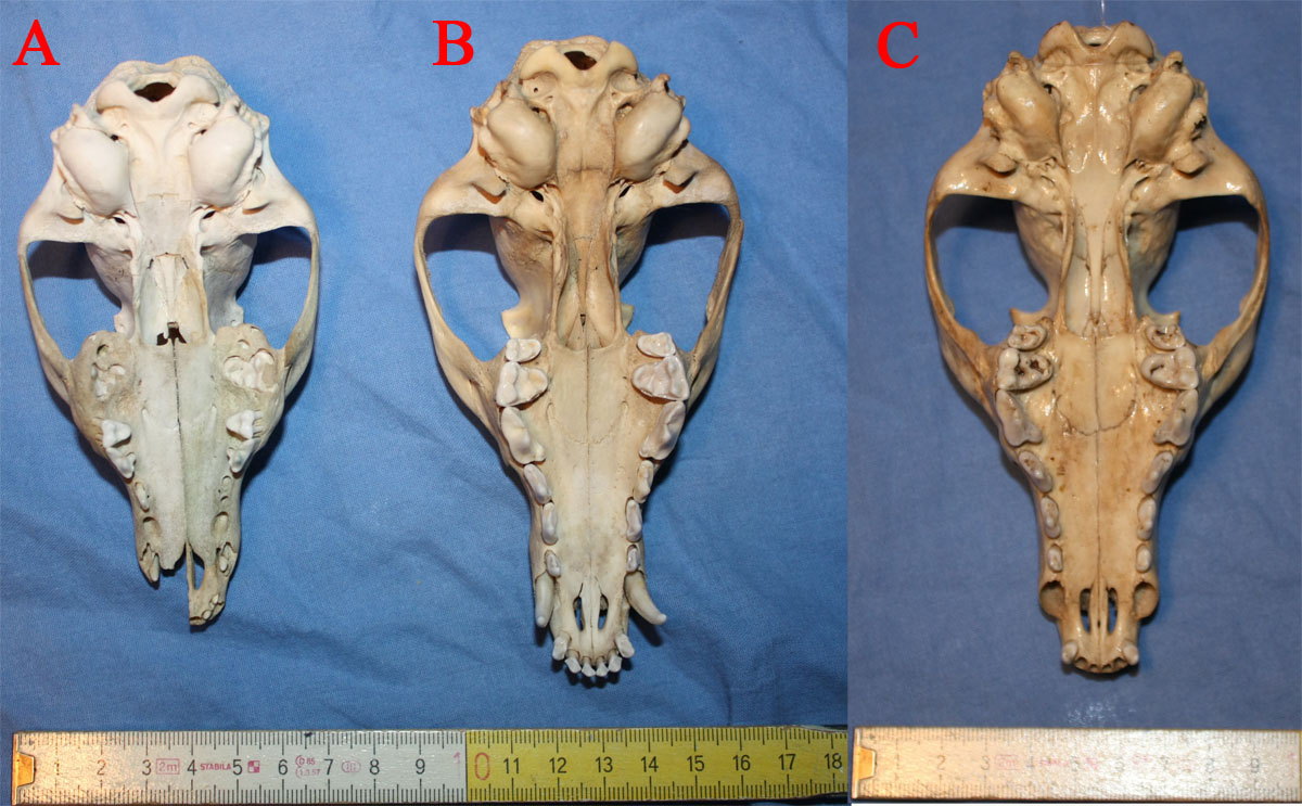 Cranio da identificare - canide